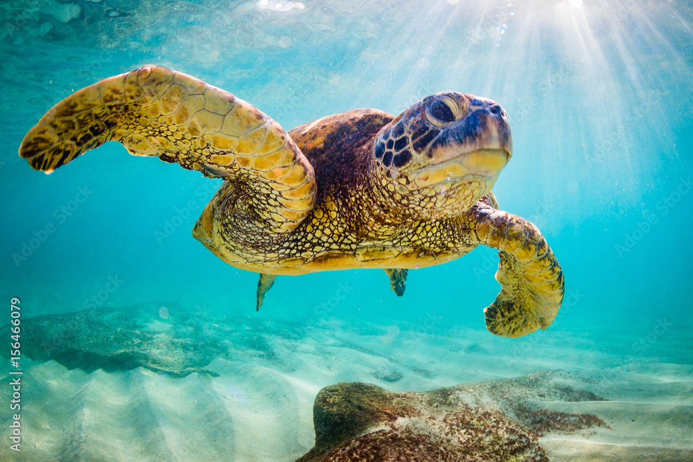 Naklejka premium Zagrożony wyginięciem hawajski żółw zielony pływa po ciepłych wodach Oceanu Spokojnego na Hawajach.