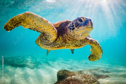 Fototapeta An endangered Hawaiian Green Sea Turtle cruises in the warm waters of the Pacific Ocean in Hawaii