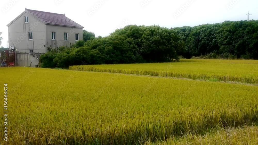 china village,Asian golden rice paddy,wait for the harvest. china village,Asian golden rice paddy,wait for the harvest.