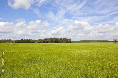 barley field and woodland
