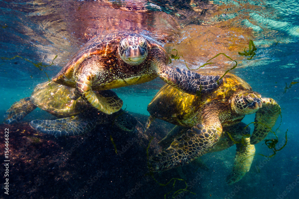 Obraz premium Endangered Hawaiian Green Sea Turtle swimming in the warm waters of the Pacific Ocean in Hawaii