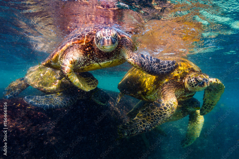 Obraz premium Endangered Hawaiian Green Sea Turtle swimming in the warm waters of the Pacific Ocean in Hawaii