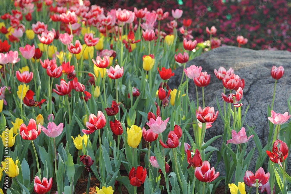Tulip. Flower field of colorful tulips in spring. Colorful tulips in the garden, Fresh blooming tulips in the spring garden. Spring landscape. Tulip Flower Field. Tulip. Flower field of colorful tulips in spring. Colorful tulips in the garden, Fresh blooming tulips in the spring garden. Spring landscape. Tulip Flower Field.