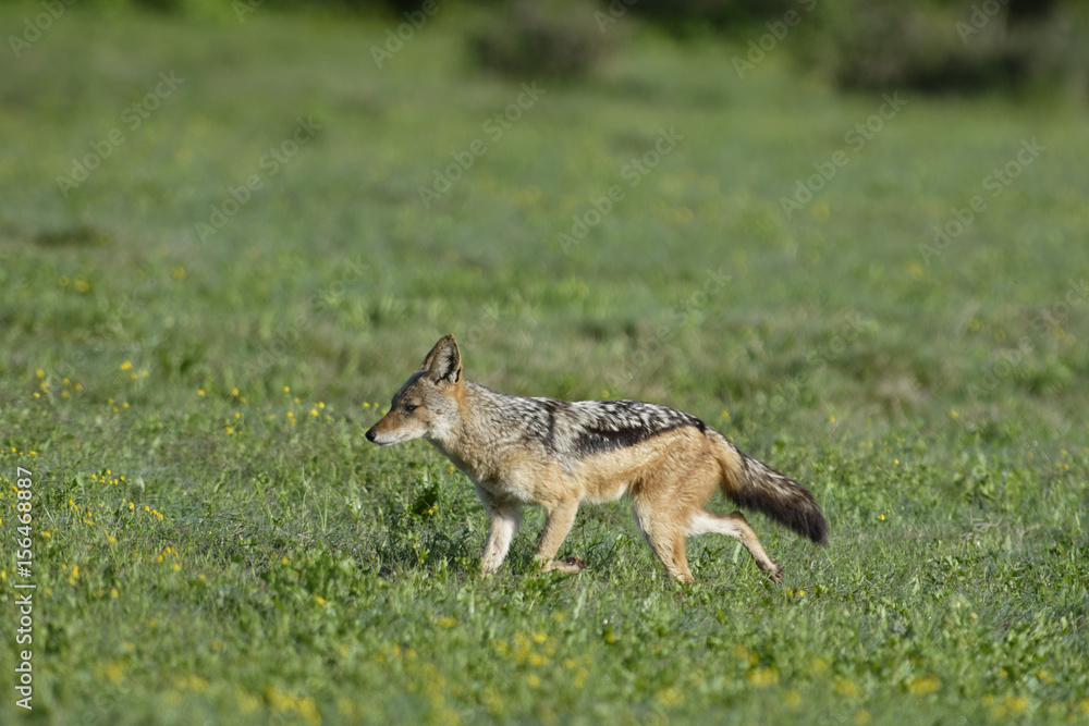 Fototapeta premium Black Backed Jackal on the hunt, Addo Elephant National Park