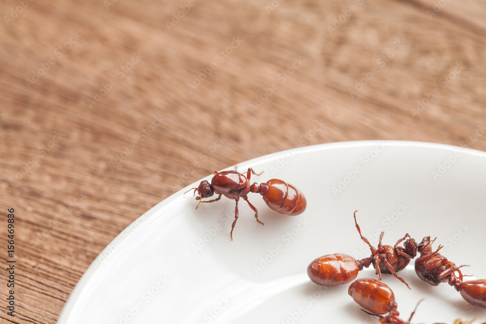 subterranean ants roast is clean food in local cuisine of Thai, Northern style food, Lanna style food subterranean ants roast is clean food in local cuisine of Thai, Northern style food, Lanna style food