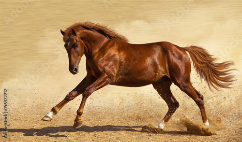 Fototapeta Naklejka Na Ścianę i Meble -  A red horse gallops across the sand.