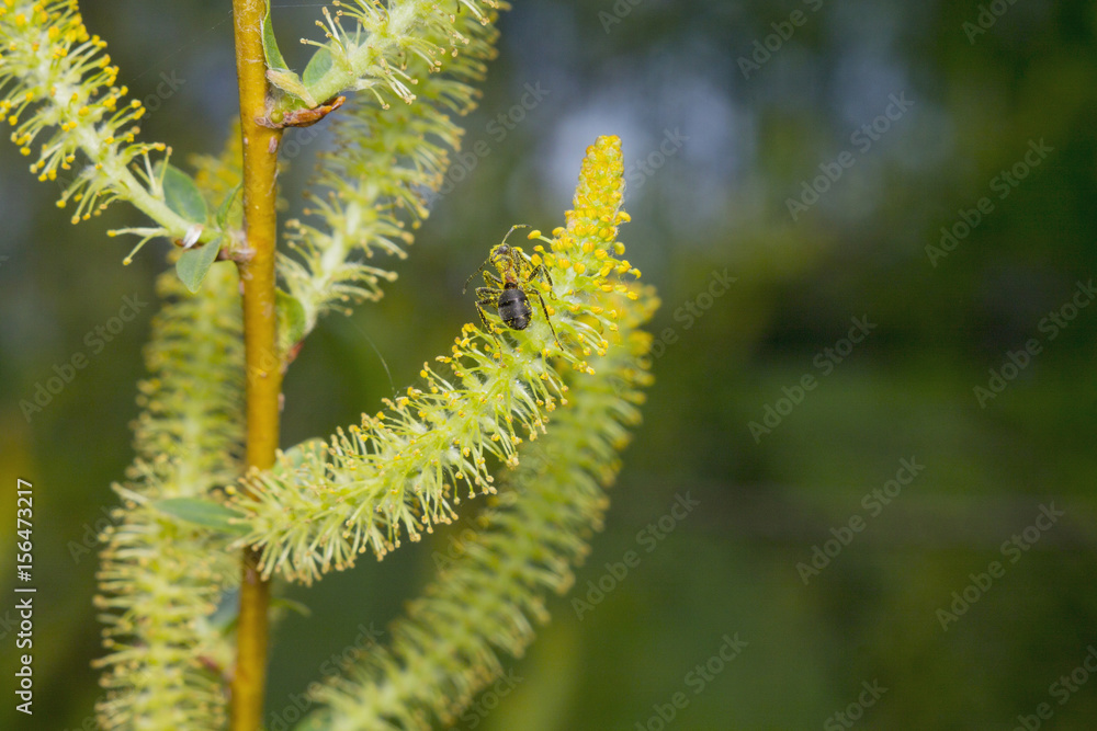 Naklejka premium Ants - Golden work