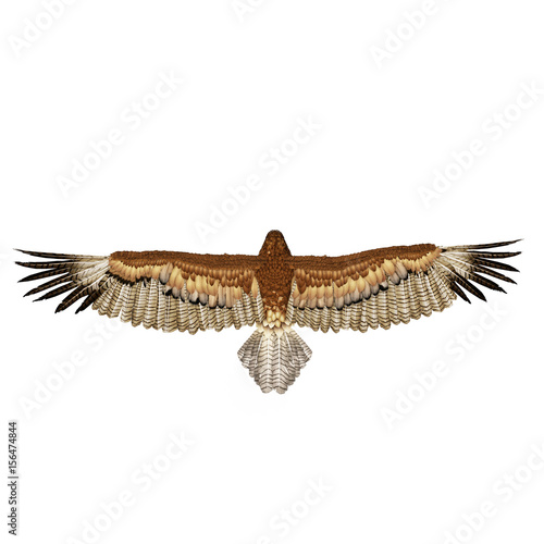 Gurney Eagle on white. Top view. 3D illustration photo