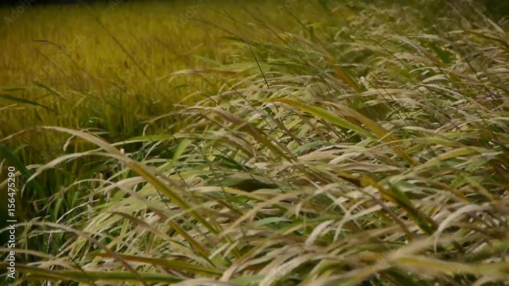 long dry grass swing in wind,shaking wilderness. long dry grass swing in wind,shaking wilderness.