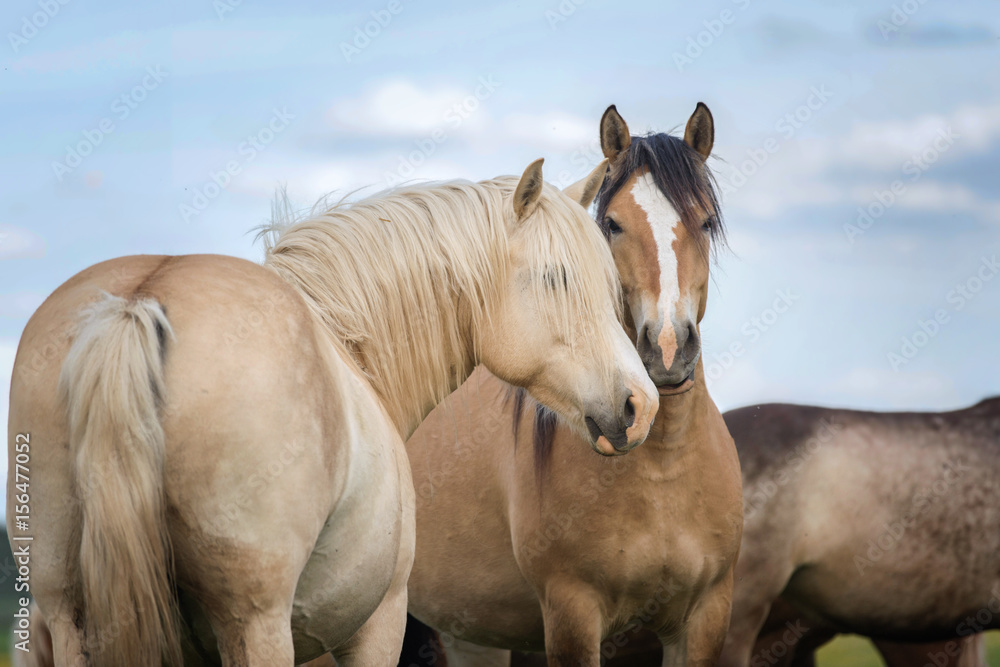 Fototapeta premium Pair of horses.