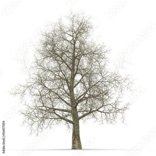 Oak Tree Winter on white. 3D illustration