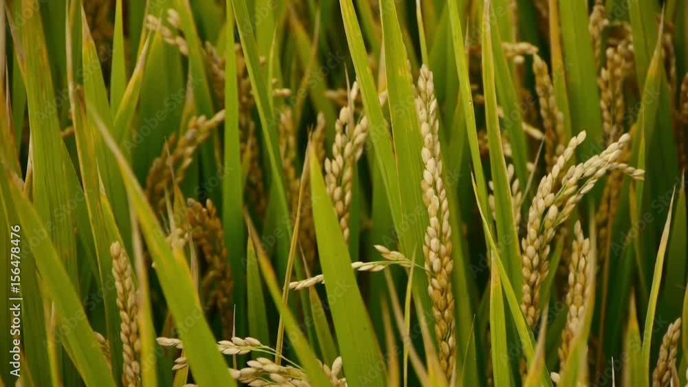 closeup of asian golden rice paddy in wind,wait for the harvest.