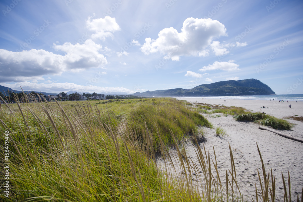 Panorama of Pacific coast with tall grass on sand dunes