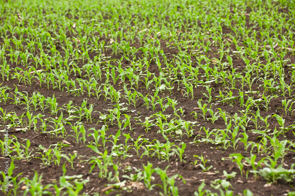 Corn field with young plants Corn field with young plants