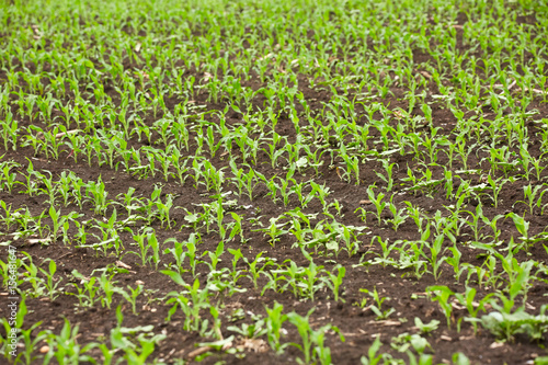 Corn field with young plants © Xalanx