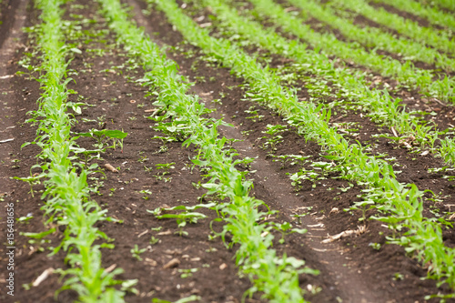 Corn field with young plants