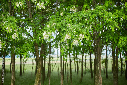 Pseudo acacia (black locust) trees photo