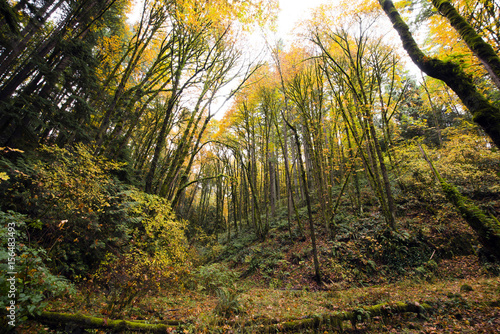 Young autumn forest with tall trees with yellow leaves