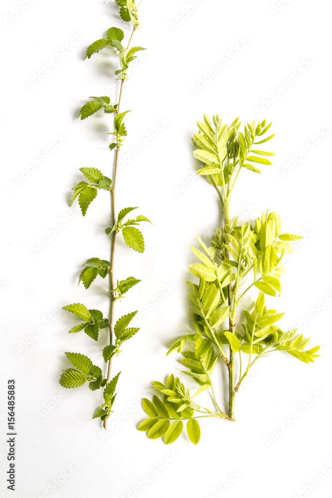 Obraz premium tree branches on white background