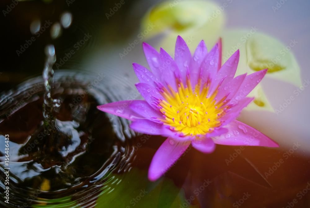 Purple lotus in pond fish beautiful. Close up and blur flower blooming and wave water at summer.