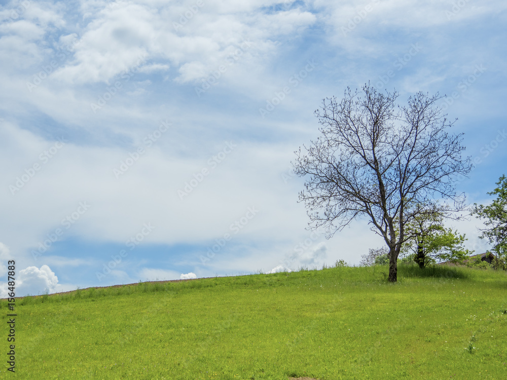 green meadow with tree and cloudy sky green meadow with tree and cloudy sky