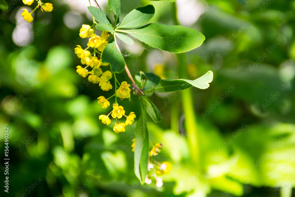 Berberis Ilicifolia. Branch of a blossoming barberry. Yellow flowers of barberries on bush Berberis Ilicifolia. Branch of a blossoming barberry. Yellow flowers of barberries on bush