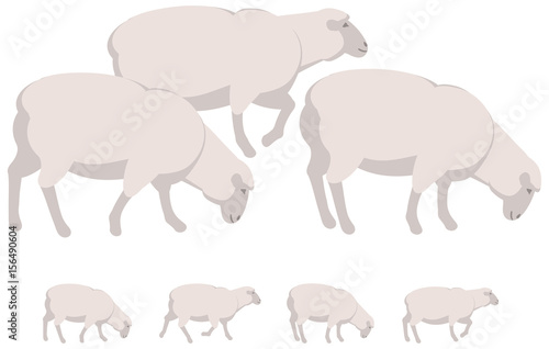 Sheep vector personage for illustration and animation

