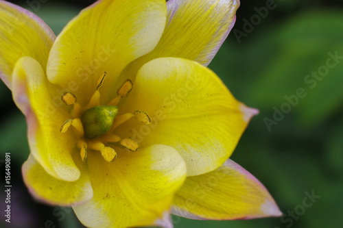 Yellow flower macro