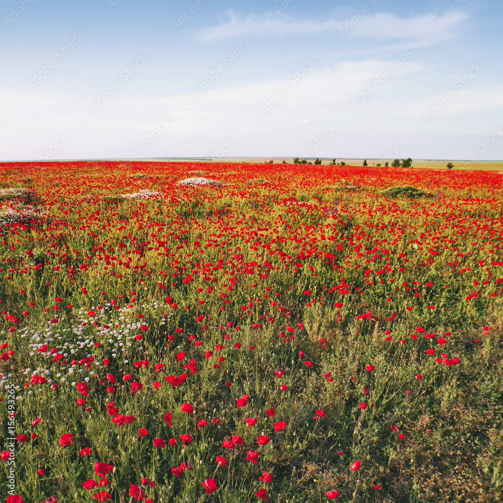 Red poppy field. Nature floral background
