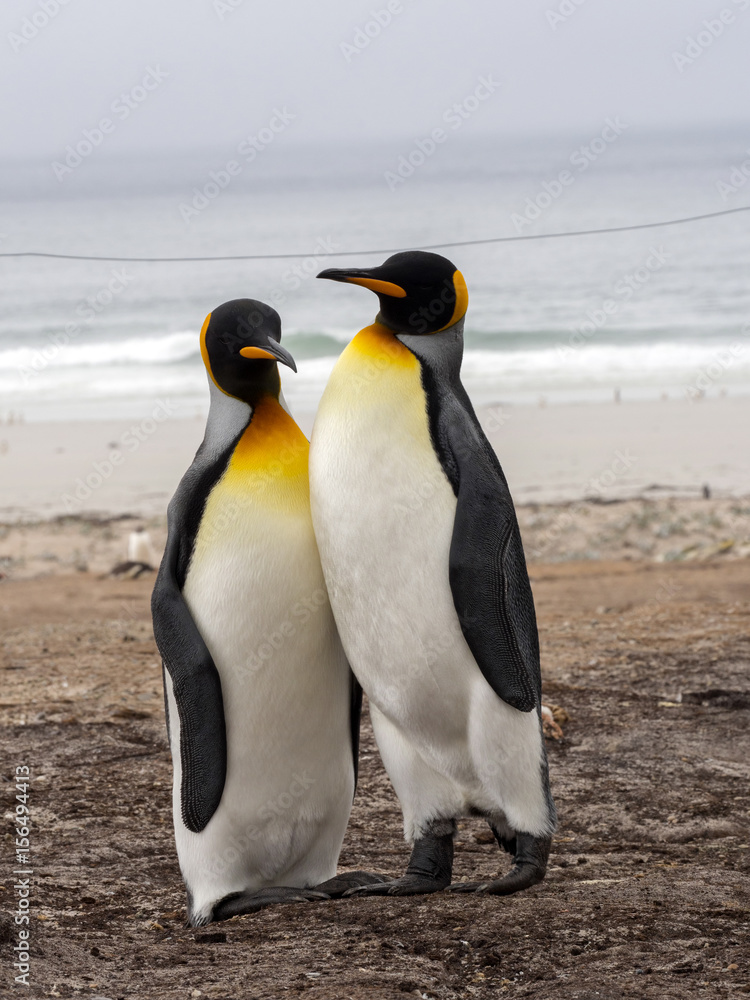 Fototapeta premium King Penguin, Aptenodytes patagonicus, of Sounder Island, Falkland Islands-Malvinas