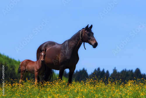 Warmblood mare and foal on a pasture