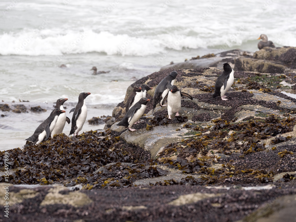 Naklejka premium Rockhopper Penguin, Eudyptes chrysocome, island of Sounders, Falkland Islands-Malvinas