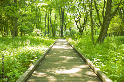 森の遊歩道