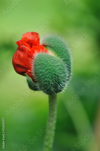 éclosion d'une fleur de pavot sur fond vert
