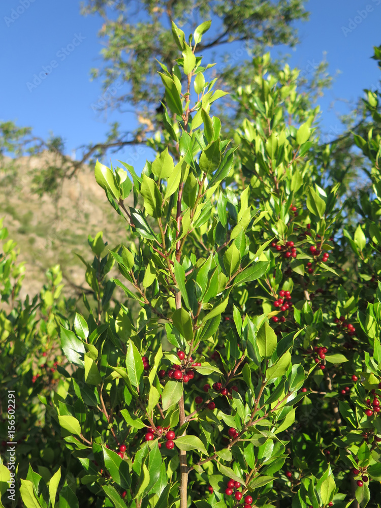 Red berries on green shrub Red berries on green shrub