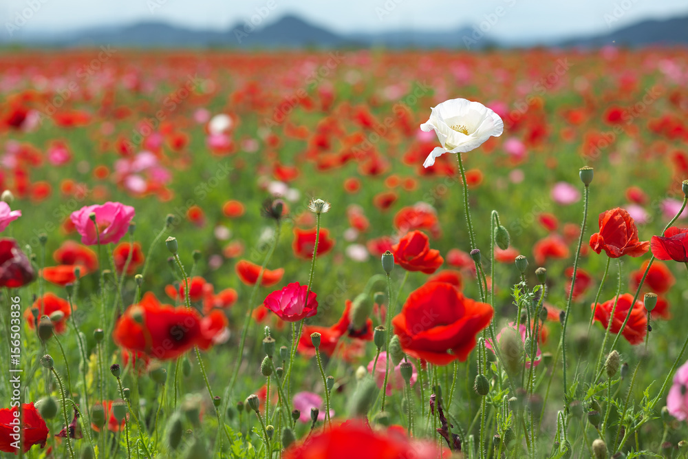 Obraz premium ポピー畑