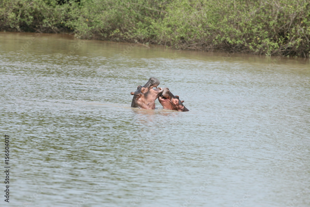 Fototapeta premium Wild Hippo in African river water hippopotamus (Hippopotamus amphibius)