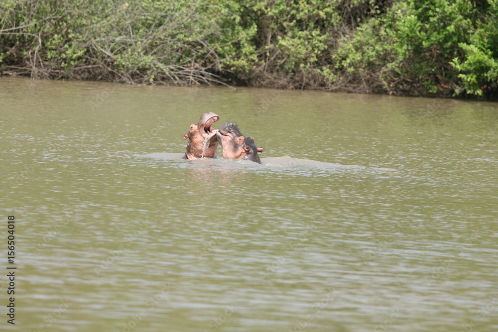 Fototapeta premium Wild Hippo in African river water hippopotamus (Hippopotamus amphibius)