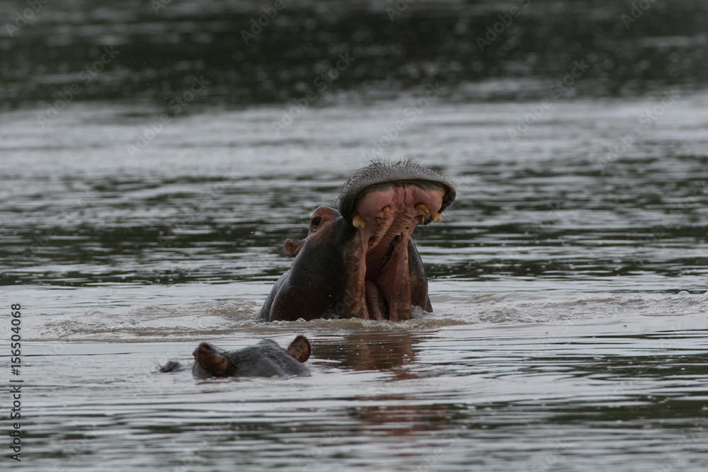 Fototapeta premium Wild Hippo in African river water hippopotamus (Hippopotamus amphibius)