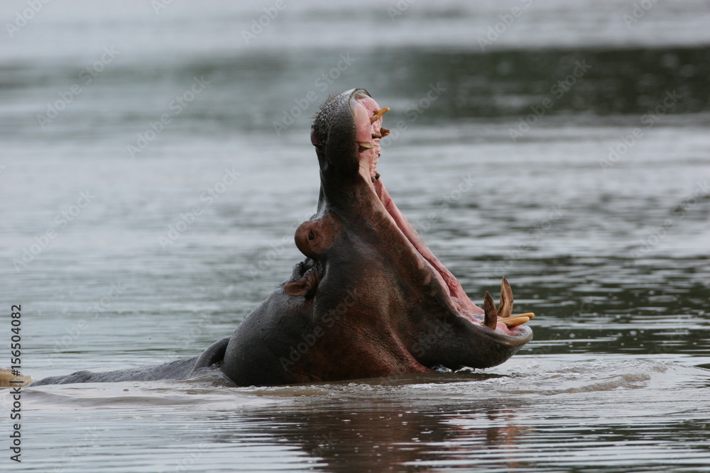Fototapeta premium Wild Hippo in African river water hippopotamus (Hippopotamus amphibius)
