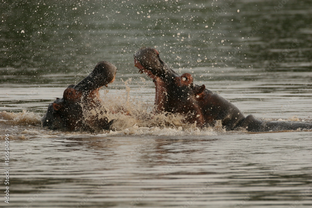 Fototapeta premium Wild Hippo in African river water hippopotamus (Hippopotamus amphibius)