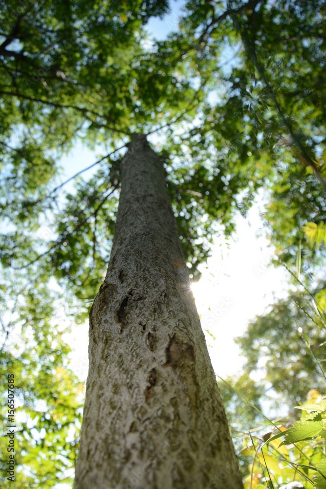 Fototapeta premium forest trees. nature green wood sunlight backgrounds