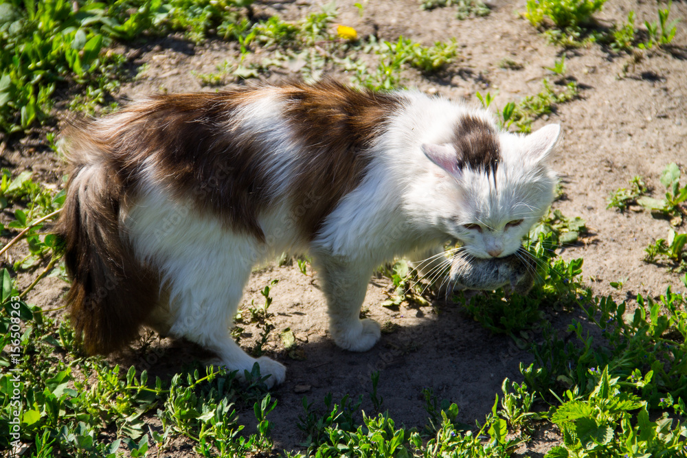 Cute cat caught a mouse and holds in teeth outdoor Cute cat caught a mouse and holds in teeth outdoor