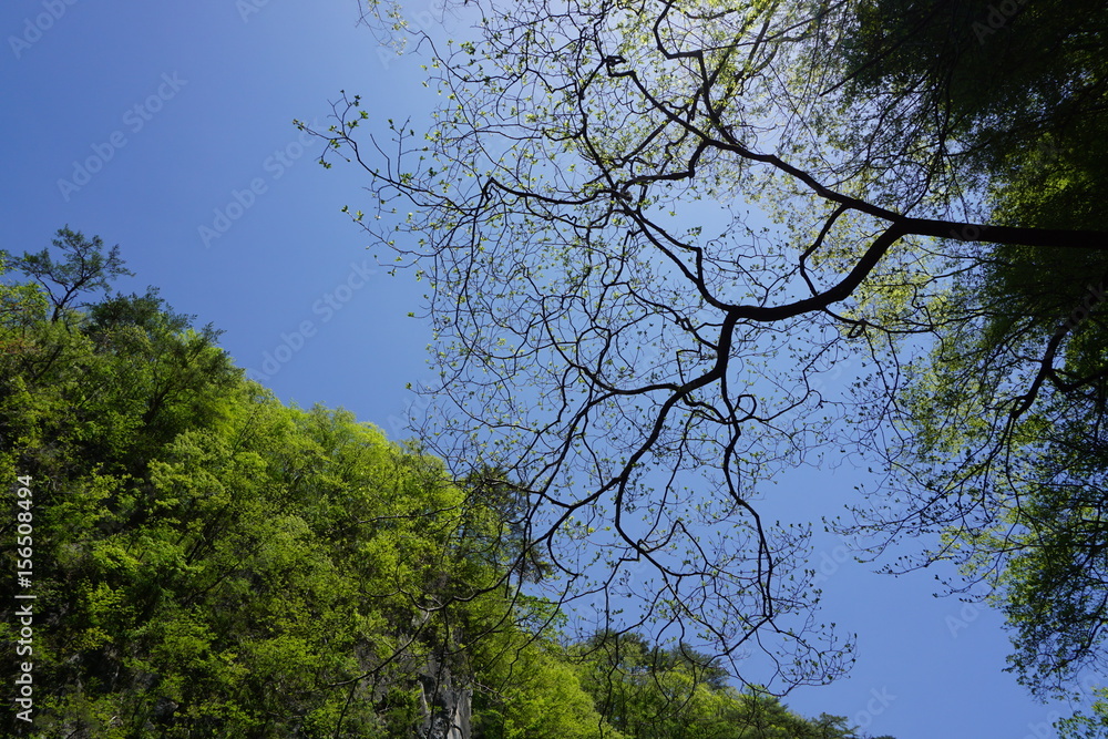 Fototapeta premium 岩手県 厳美渓 新緑 