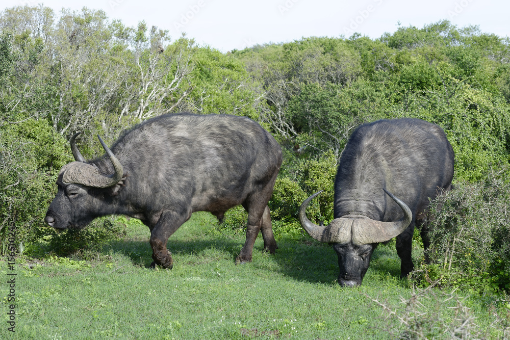 Cape Buffalo foraging, Addo Elephant National Park Cape Buffalo foraging, Addo Elephant National Park