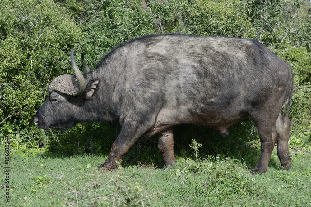 Cape Buffalo foraging, Addo Elephant National Park Cape Buffalo foraging, Addo Elephant National Park
