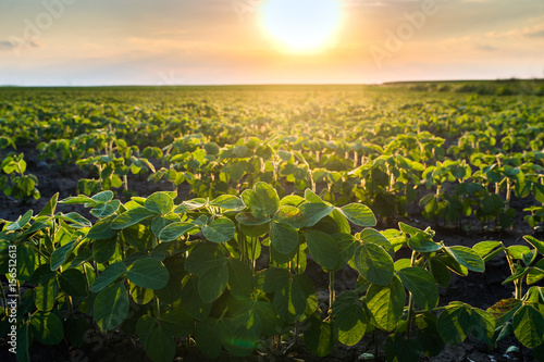  Agricultural soy plantation on sunny day - Green growing soybeans plant