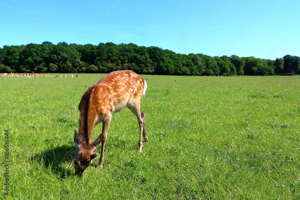 Naklejka premium Young cute deer