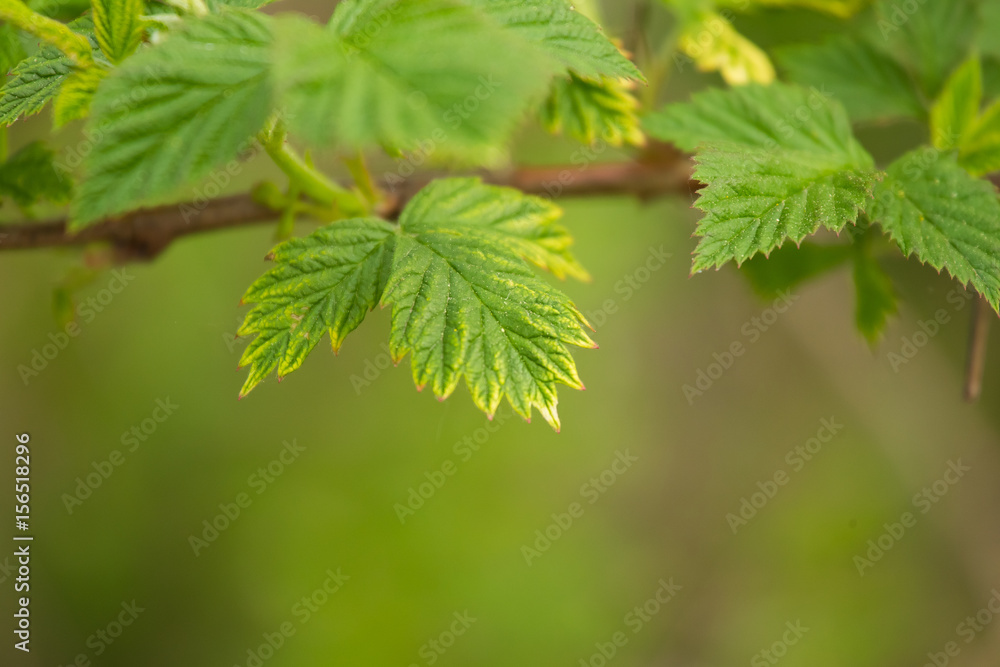 Beautiful raspberry leaves on a natural background. Beautiful raspberry leaves on a natural background.