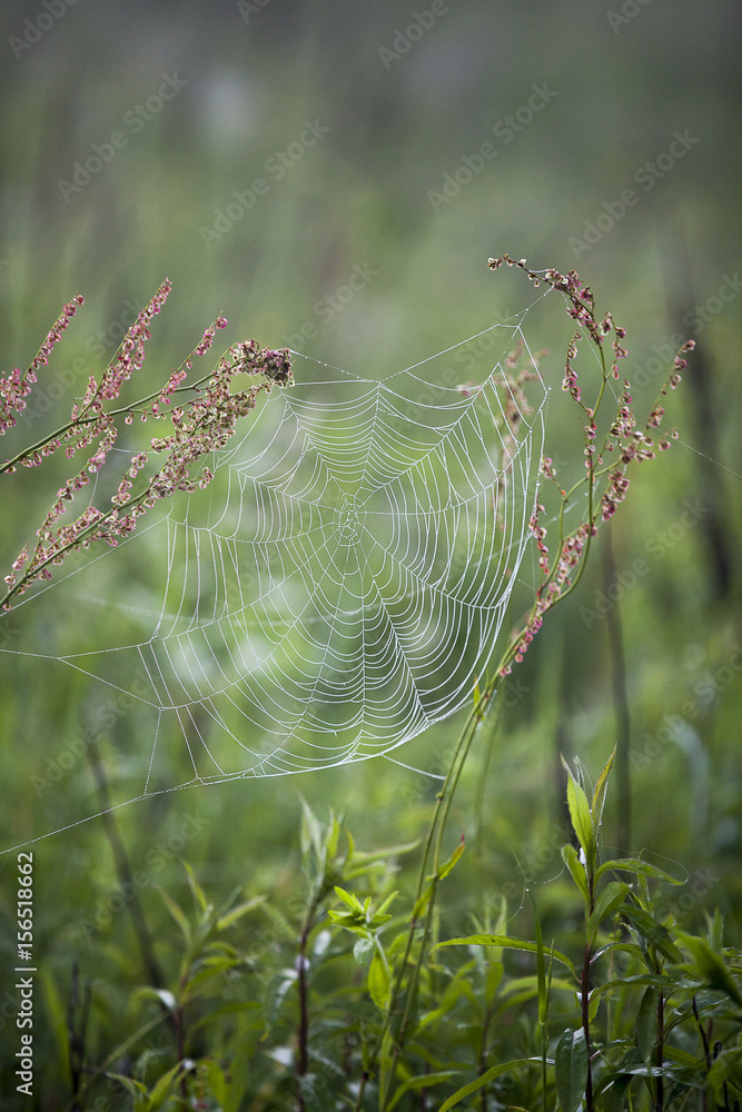 Spider web hanging between grass stems with water drops from the morning dew